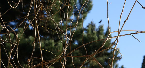 crow