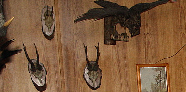 hunt